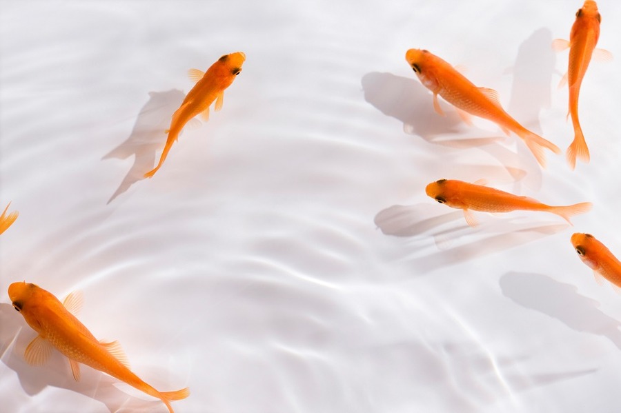 金魚すくいの金魚