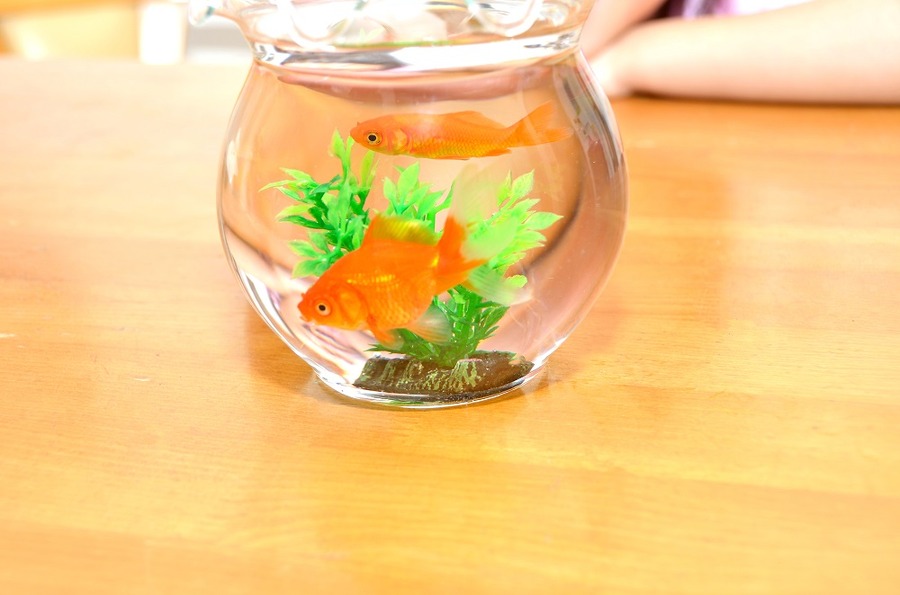 金魚を飼う