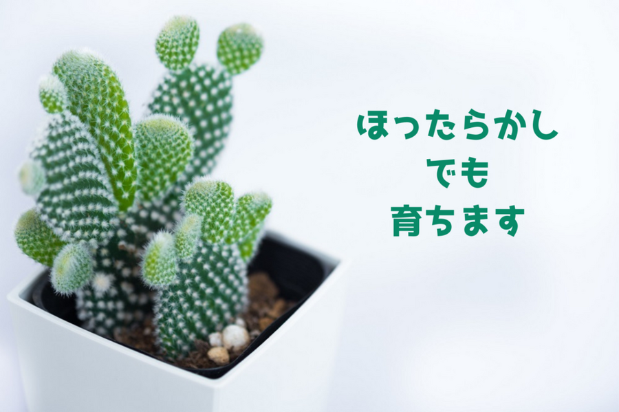 ほったらかしでも育ちます