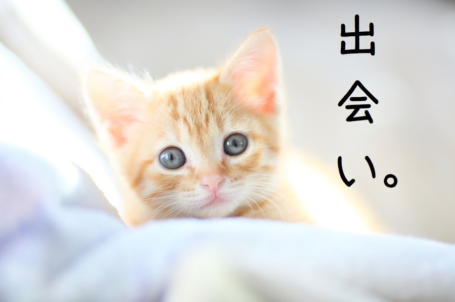 猫との出会い