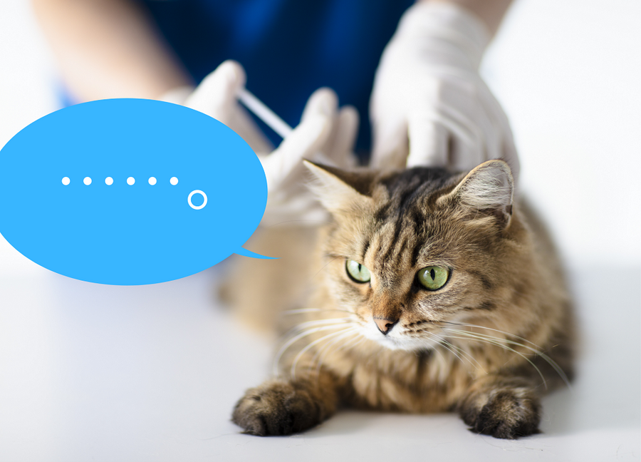 猫のワクチン接種