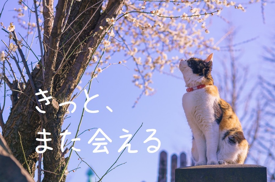猫のひなたぼっこ