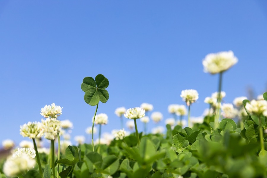 青空とクローバー