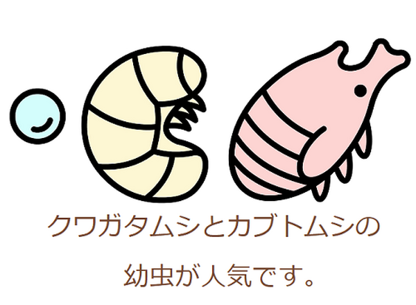 カブトムシの幼虫