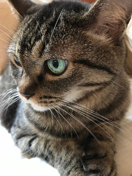 木山家の愛猫