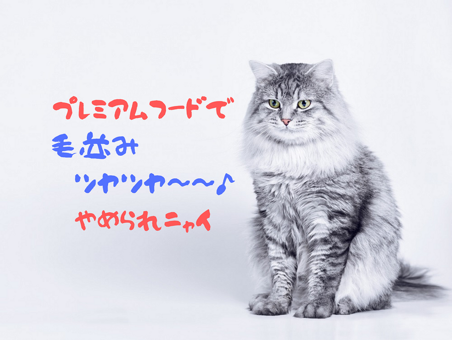 プレミアムフードで毛並みツヤツヤ～～やめられニャイ