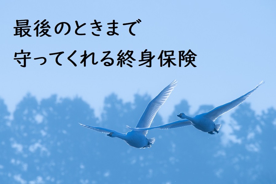 白鳥の羽ばたき