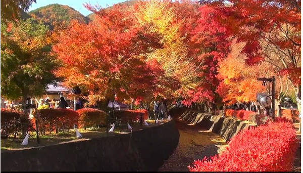 山梨県の紅葉回廊