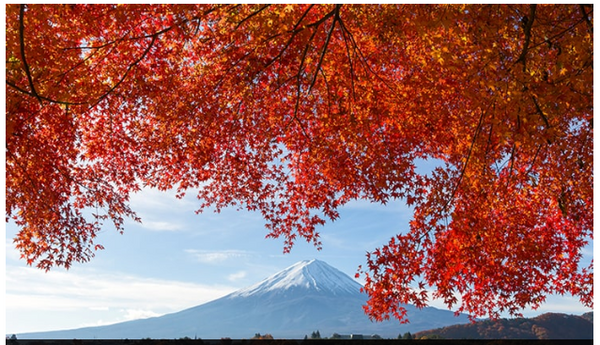 富士山と紅葉