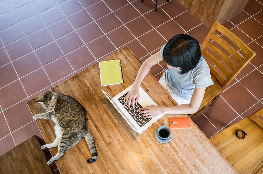 猫と一緒にお仕事