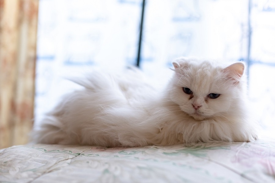 犬や猫がのこされたときには、相続先を探さなければなりません