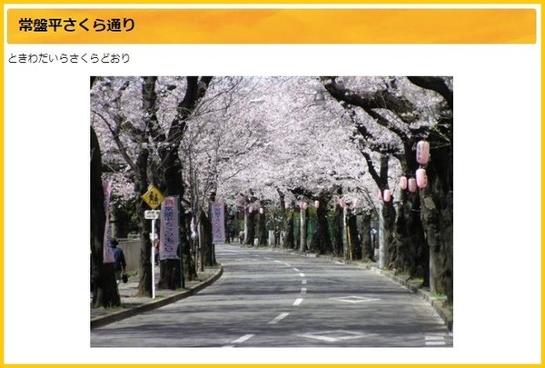 常盤平さくら通り