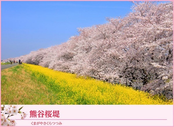 熊谷桜堤