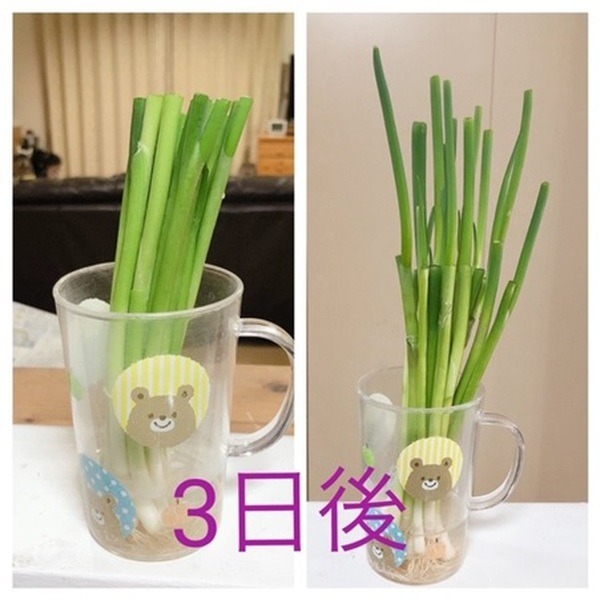 水につけて3日後