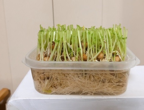 保存容器に入れた豆苗