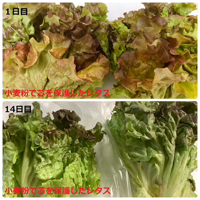 レタスがどのくらい持つのか比較