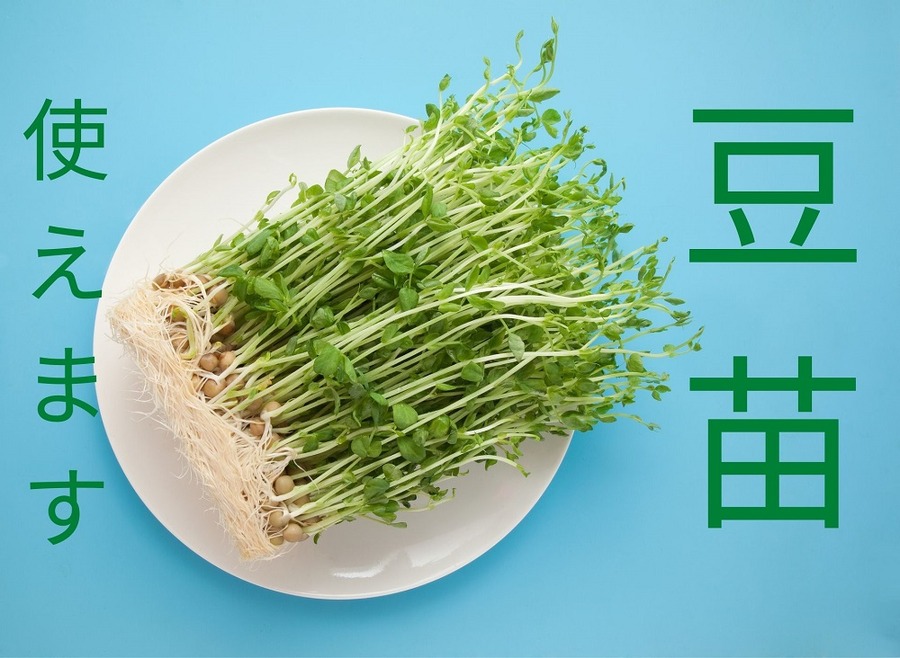 コスパのいい豆苗