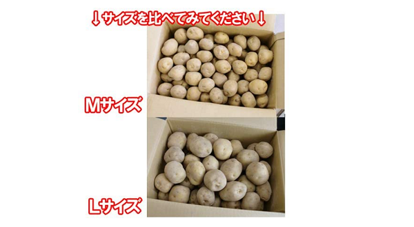 きたあかりはMサイズだからお安い
