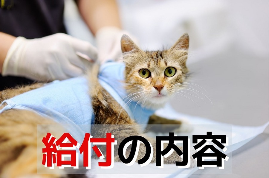 給付の内容