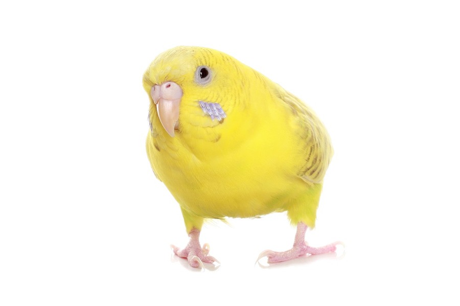 セキセイインコを飼うときにかかる費用