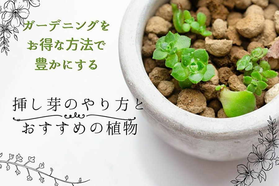 挿し芽でお得にガーデニング