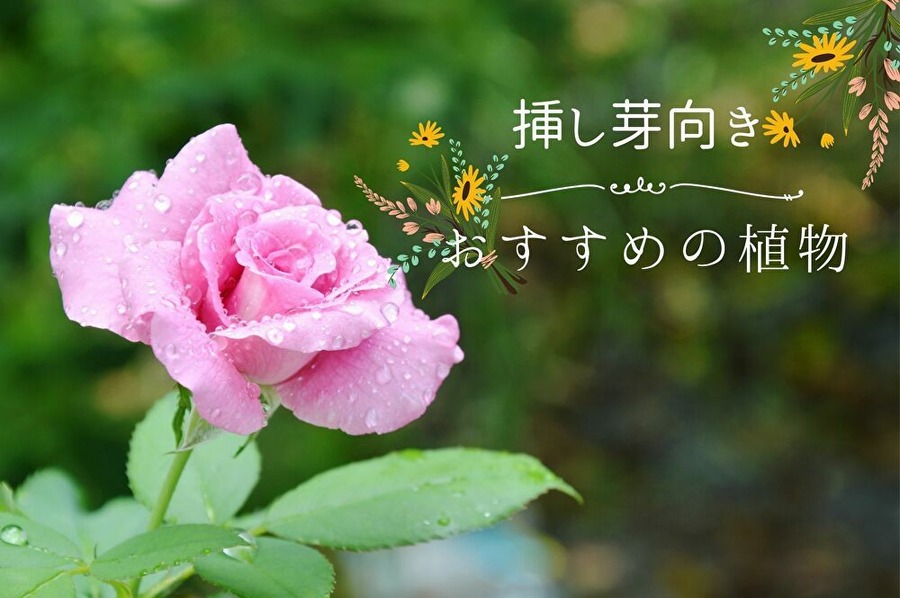 挿し芽におすすめの植物
