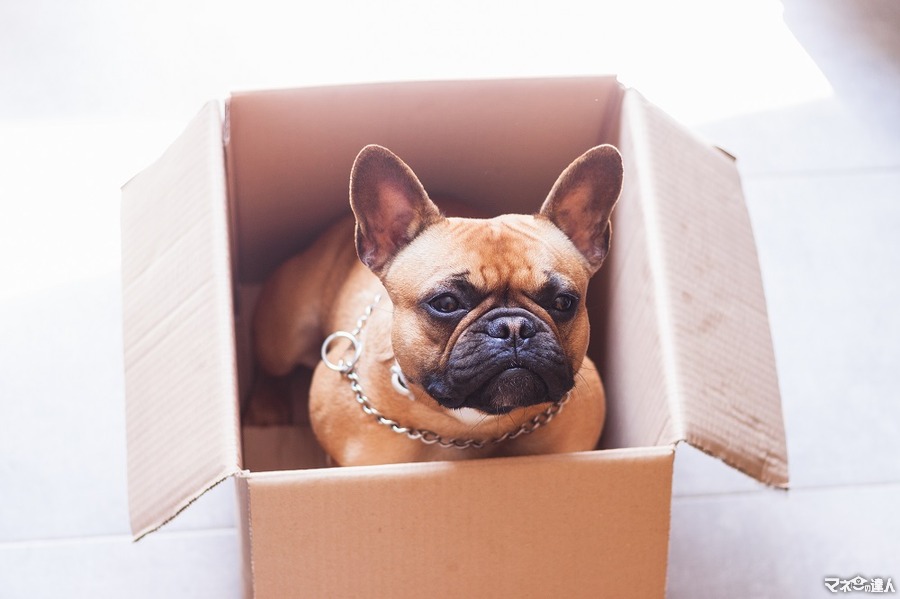 <p>Stock photo of a French Bulldog in a cardboard box and and looking all around them</p>