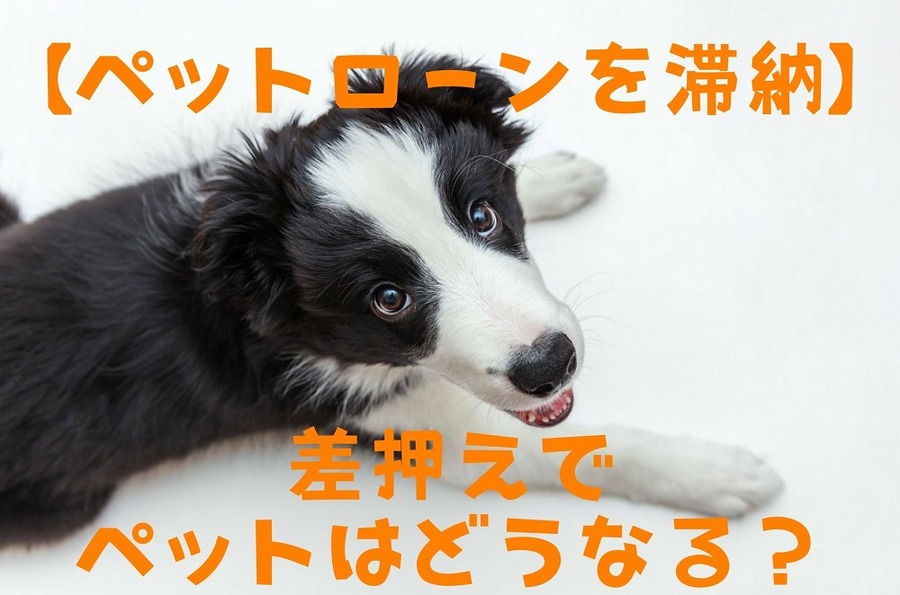 【ペットローンを滞納】 差押えでペットはどうなる？