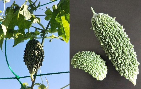 「実のなる野菜」
