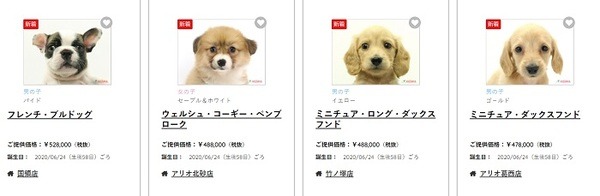 首都圏のペットショップの子犬販売価格例