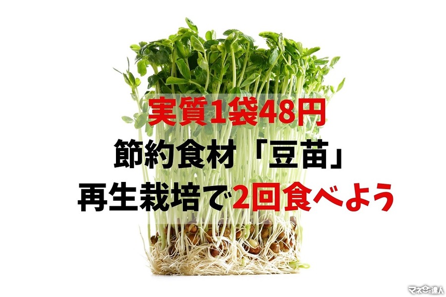 【実質1袋48円】節約食材「豆苗」再生栽培で2回食す　選び方、保存方法、レシピ3つ