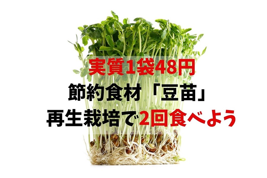 【実質1袋48円】 節約食材「豆苗」 再生栽培で2回食べられる