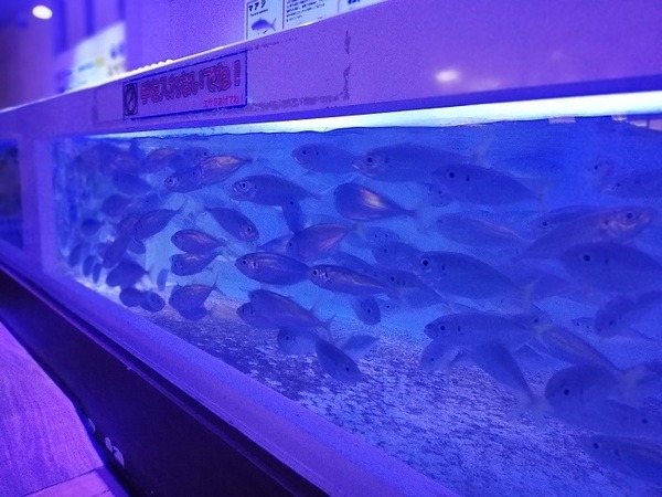 夜の水族館