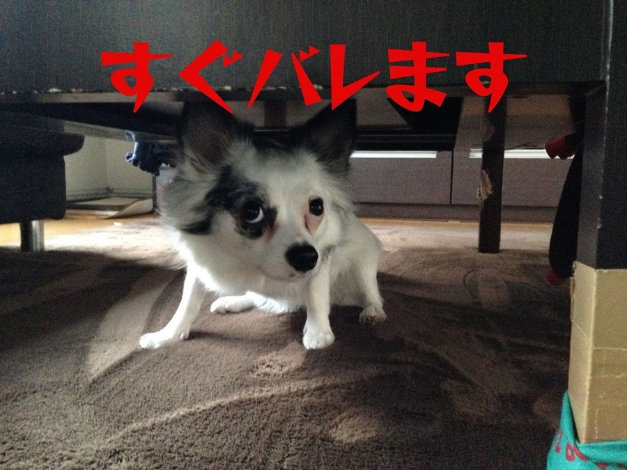 すぐバレます