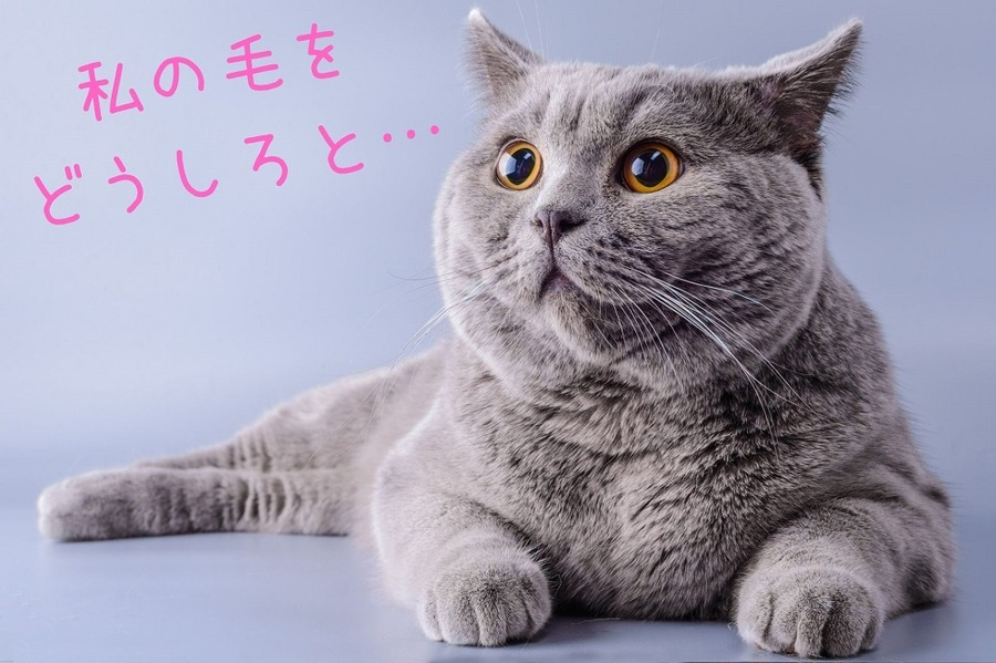 私の毛を どうしろと…