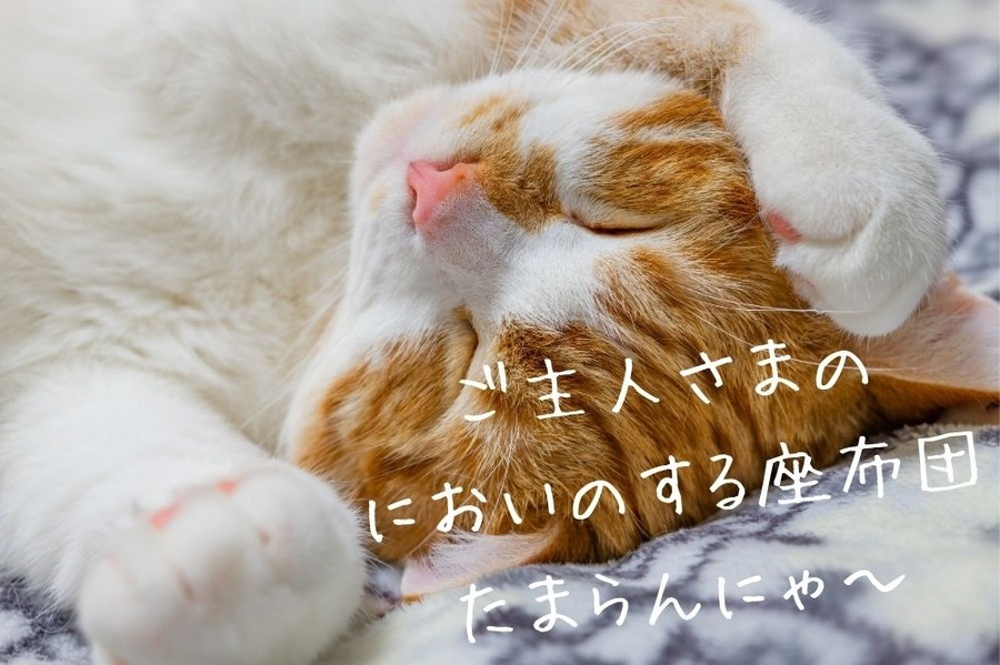 主人の古着リメイク座布団でくつろぐ猫
