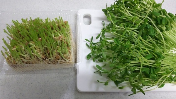 豆の部分が水につからない程度に水耕栽培します