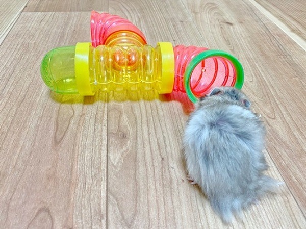 ゴールデンハムスターにぴったりの大きさ