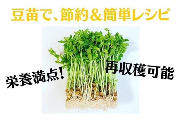豆苗で、節約＆簡単レシピ