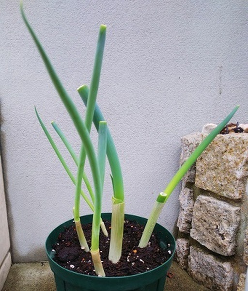 土に植える