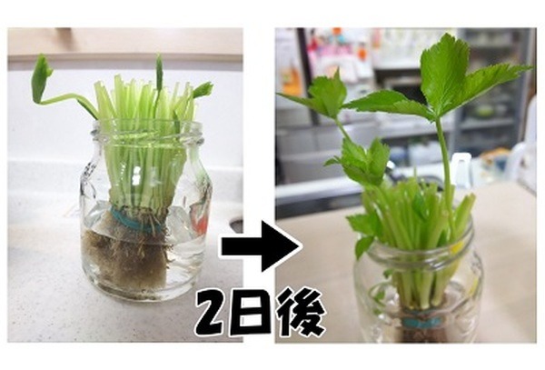 スポンジごと根がつかるくらい入れる