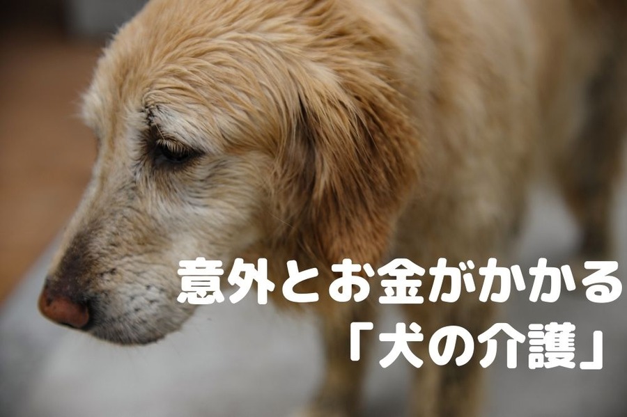 意外とお金がかかる 「犬の介護」
