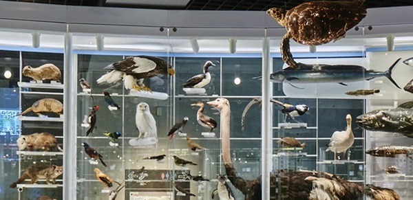 国立科学博物館