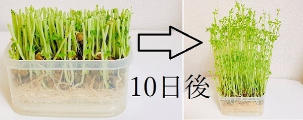 豆苗でリボベジ