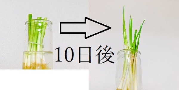 葉ねぎでリボベジ