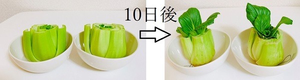 チンゲンサイでリボベジ