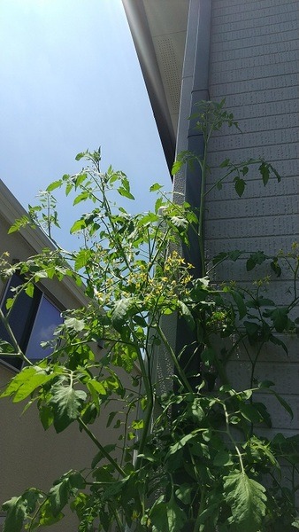 雨どいを伝って2階へ伸びるミニトマト