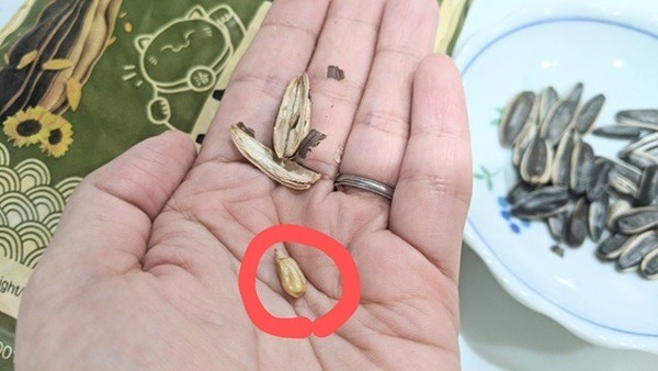 業スのチャチャひまわりの種の可食部は小さめ