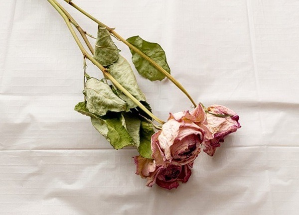 専門店 + 自作で低コストなドライフラワーを楽しむ