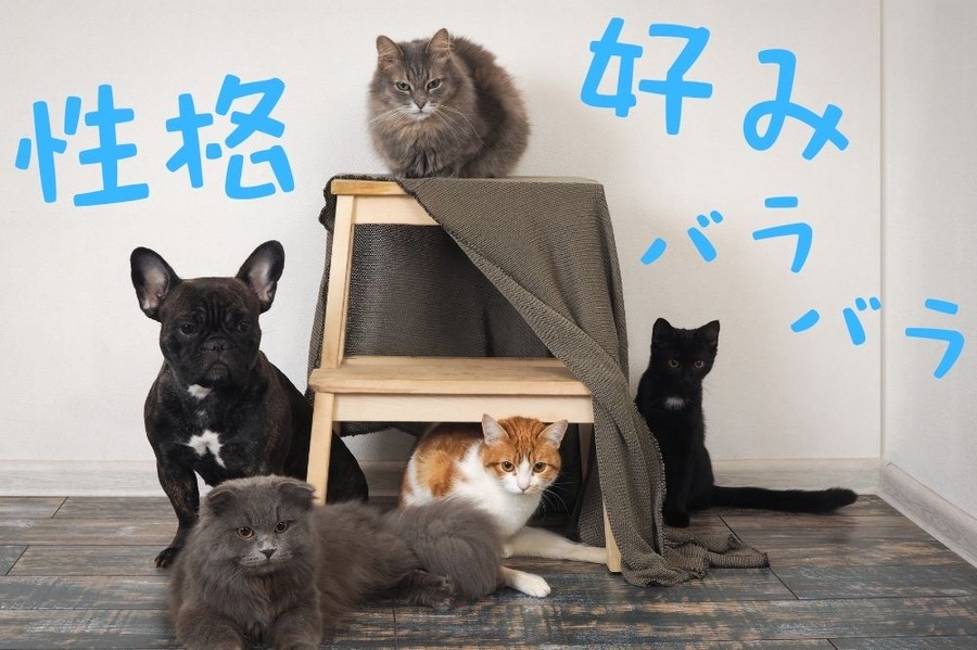 性格も好みもバラバラ